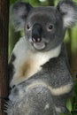 Koala Bear #3 Royalty Free Stock Photo