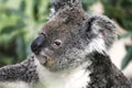 Koala Bear Royalty Free Stock Photo