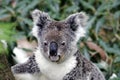 Koala Bear Royalty Free Stock Photo