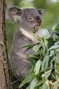 Koala Bear Royalty Free Stock Photo