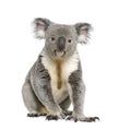 Koala bear againts white background Royalty Free Stock Photo