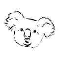 Koala bear animal on tree sketch engraving vector illustration. Scratch board style imitation. Black and white hand Royalty Free Stock Photo