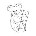 Koala bear animal on tree sketch engraving vector illustration. Scratch board style imitation. Black and white hand Royalty Free Stock Photo