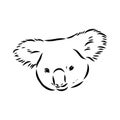 Koala bear animal on tree sketch engraving vector illustration. Scratch board style imitation. Black and white hand Royalty Free Stock Photo