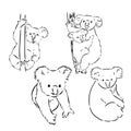 Koala bear animal on tree sketch engraving vector illustration. Scratch board style imitation. Black and white hand Royalty Free Stock Photo