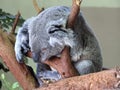 Koala bear resting on at the Columbia Zoo in South Carolina Royalty Free Stock Photo