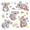 Koala bear. Australia animal, baby hugging mom. Isolated koalas on tree, flowers and nature elements. Vector exotic