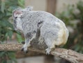 Koala bear Australian adult female with baby Royalty Free Stock Photo