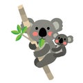 Koala bear and baby koala animal cartoon character vector illustration