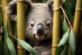 a koala bear behind bamboo