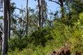 Koala bear climbing down a tree in the woods near the Great Ocean Road, Victoria, Australia Royalty Free Stock Photo