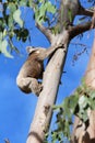 Koala on Kangaroo Island, Australia Royalty Free Stock Photo