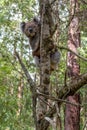 Koala bear climbing a tree in forest. Royalty Free Stock Photo