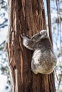 Koala bear climbing up the tree in Australia Royalty Free Stock Photo