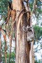 Koala bear climbing up the tree in Australia Royalty Free Stock Photo