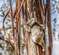 Koala bear climbing up the tree in Australia Royalty Free Stock Photo