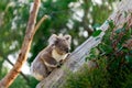 Koala bear climbing up a tree Royalty Free Stock Photo