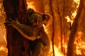 A koala bear clings to a tree during a forest fire in australia. Generative ai Royalty Free Stock Photo
