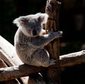 Koala Bear cuddling on a branch