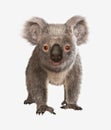 Koala bear Royalty Free Stock Photo