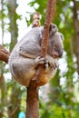 A Koala bear is dozing on a tree