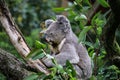 Koala bear at the Duisburg Zoo in Germany Royalty Free Stock Photo