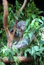 Koala Royalty Free Stock Photo