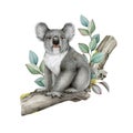 Koala bear on eucalyptus tree branch. Watercolor painted illustration. Australian native wildlife animal. Cute grey Royalty Free Stock Photo