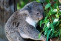 Koala Bear in a Eucalyptus tree