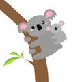 Koala bear face head on the tree branch. Cute cartoon funny baby character. Mother and baby. Kawaii animal. Notebook cover, t-