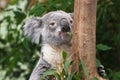 Koala Bear feeding in a tree