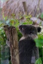 Koala bear in forest zoo Royalty Free Stock Photo