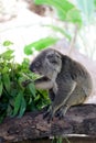 Koala bear in forest zoo Royalty Free Stock Photo