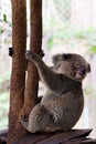 Koala bear in forest zoo Royalty Free Stock Photo