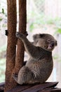 Koala bear in forest zoo Royalty Free Stock Photo