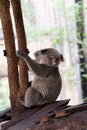 Koala bear in forest zoo Royalty Free Stock Photo