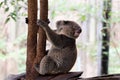 Koala bear in forest zoo Royalty Free Stock Photo