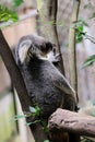 Koala bear in forest zoo Royalty Free Stock Photo