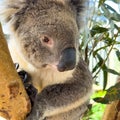 Koala Bear In Gum Tree Royalty Free Stock Photo