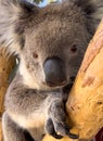 Koala Bear In Gum Tree In Australia Royalty Free Stock Photo