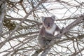 Koala bear with happy face.