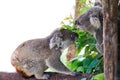 Koala bear with her baby or joey in eucalyptus Royalty Free Stock Photo