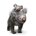 Koala bear and her baby looking toward the camera on a white background Royalty Free Stock Photo