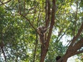 Koala Bear With Her Joey In An Australian Gum Tree Royalty Free Stock Photo