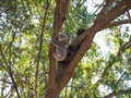 Koala Bear With Her Joey In An Australian Gum Tree Royalty Free Stock Photo