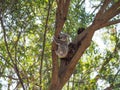 Koala Bear With Her Joey In An Australian Gum Tree Royalty Free Stock Photo