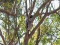 Koala Bear With Her Joey In An Australian Gum Tree Royalty Free Stock Photo