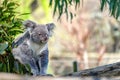 Koala bear inside the Madrid zoo in Spain