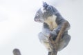 Koala bear looking around on a tree Royalty Free Stock Photo