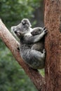 Koala Bear Mother And Baby Royalty Free Stock Photo